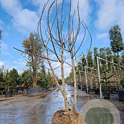 Ficus car. 'Brown Turkey' 250-300 cm cont. 160L meerstammig