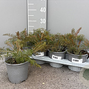 Foeniculum vulgare 'Purpureum' P14