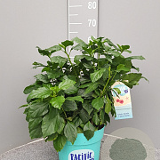 Hibiscus rosa-sinensis GM C5