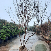 Koelreuteria paniculata 300-350 cm draadkluit meerstammig solitair