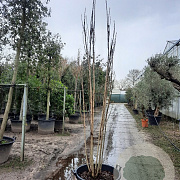 Koelreuteria pan. 'Fastigiata' 300-350 cm container meerstammig
