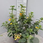 Lantana camara gm 4,0L