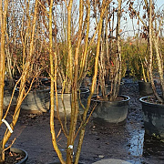 Lagerstroemia indica 300-350 cm cont. 160L meerstammig
