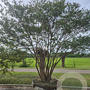 Lagerstroemia indica 400-450 cm airpot solitair