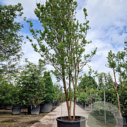 Lagerstroemia indica 400-450 cm cont. 230L meerstammig