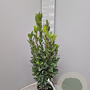 Laurus nobilis 60-80 cm 3,0L