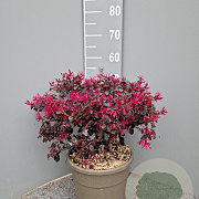 Loropetalum chinense 40-60 cm 10L