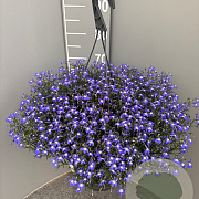 Lobelia erinus GM C6L