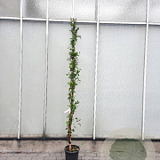 Lonicera heckr. 'Goldflame' 200-225 cm cont. 95L