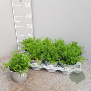 Matricaria chamomilla P14