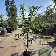 Malus d. 'Jonagold' laagstam 7,5L