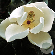 Magnolia grand. 'François Treyve' 220 cm stam container 18-20 lei 150x120