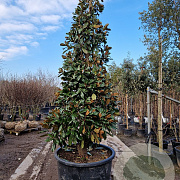 Magnolia grand. 'Galissonnière' 300-350 cm cont. 350L