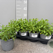 Mentha spicata 'Moroccan' P14