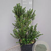 Myrtus communis tarentina 40-50 cm 7,5L