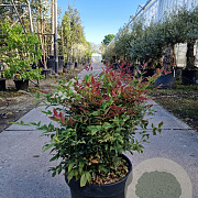 Nandina d. Obsessed 40-50 cm 25L