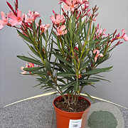 Nerium oleander 30-40 cm 3,0L