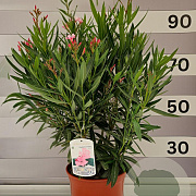 Nerium oleander 80-100 cm 10L