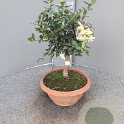 Olea europaea 50 cm C8