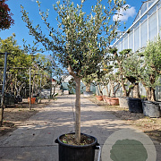 Olea europaea 80 cm stam container 16-18 lei 120x120