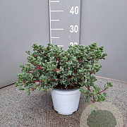 Osmanthus delavayi P14
