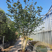 Parrotia persica 450-500 cm container paraplu