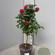 Pentas lanceolata 80 cm 3,0L stam