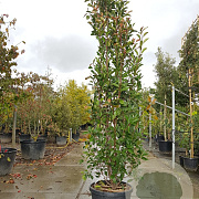 Photinia fraseri 'Red Robin' 275-300 cm container