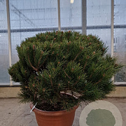 Pinus nigra Brepo 60-80 cm container bol