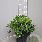 Pittosporum tob. 'Nanum' 20-30 cm 7,5L