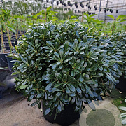 Pittosporum tob. 'Nanum' 40-50 cm 25L
