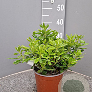 Pittosporum tob. 'Nanum' 3,0L
