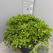 Pittosporum tob. 'Nanum' GM c20
