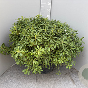 Pittosporum tob. 'Nanum' GM 25L