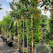 Prunus l. 'Caucasica' 200 cm stam container 16-18 leiboom
