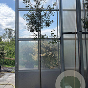 Quercus ilex 6-8 HO 35L