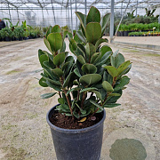 Rhaphiolepis umbellata ovata 20-30 cm 3,0L