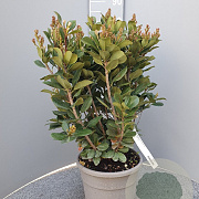 Rhaphiolepis umbellata ovata 40-60 cm 10L