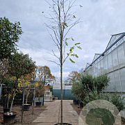 Robinia marg. Casque Rouge 200 cm stam container 16-18 leiboom