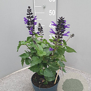 Salvia Salgoon Lake Blueberry GM P17