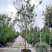 Styphnolobium j. 'Regent' 400-450 cm container meerstammig extra