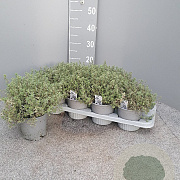 Thymus citriod. 'Silver Queen' P14