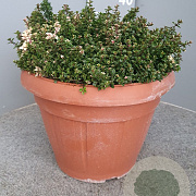 Thymus puleg. 'Foxley' GM 30L