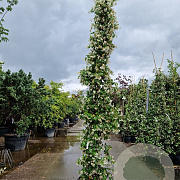 Trachelospermum jasminoides 250-300 cm 25L