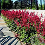 Astilbe (A) 'Astary Red' GM 2,0L