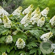 Hydrangea querc. 'Snow Giant' 25-30 cm 3,0L
