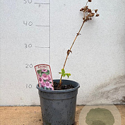 Astrantia maj. 'Roma' GM 2,0L