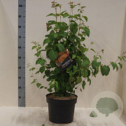 Cercidiphyllum japonicum 60-80 cm 10L meerstammig