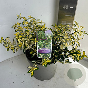 Euonymus fort. Blondy 30-35 cm 5,0L