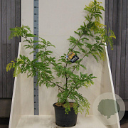 Gleditsia triac. 'Sunburst' 125-150 cm 20L